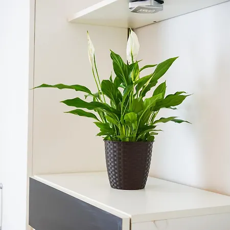 Apartmán Floral Zadar