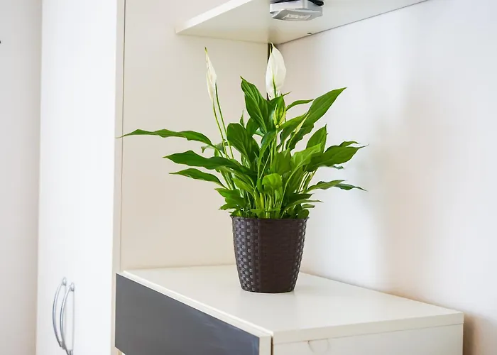 Apartamento Floral Zadar